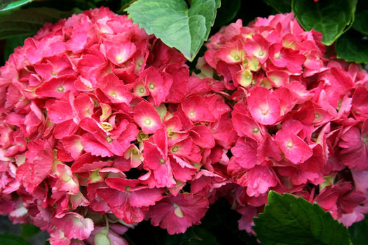 Hydrangea macrophylla 'Hamburg'