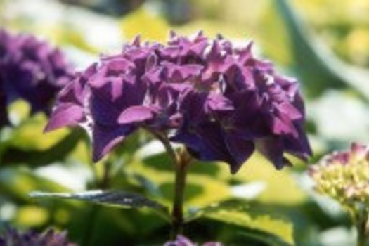 Hydrangea macrophylla 'Hobergine'