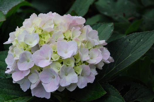 Hydrangea macrophylla 'Hopaline'