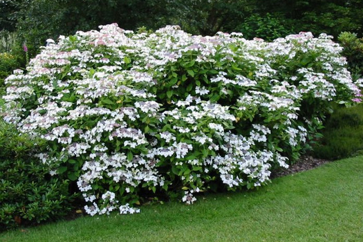 Hydrangea macrophylla 'Lanarth White'