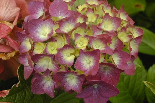 Hydrangea macrophylla 'Leuchtfeuer'