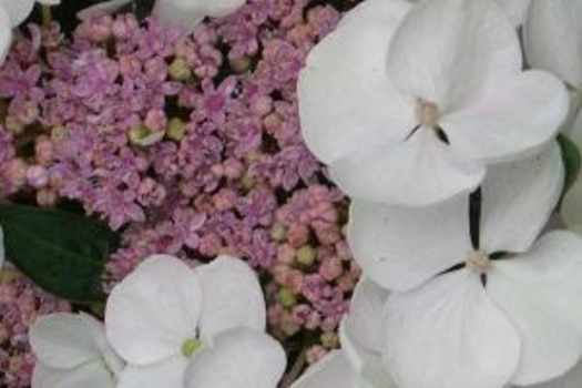 Hydrangea macrophylla 'Libelle'