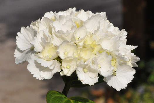 Hydrangea macrophylla 'Madame Emile Mouillère'