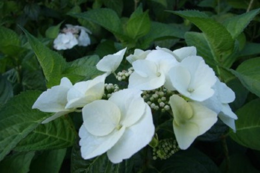 Hydrangea macrophylla 'Mariesii Grandiflora'