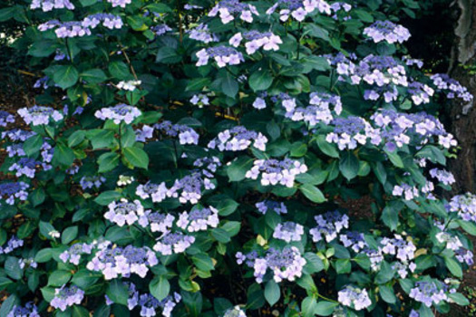 Hydrangea macrophylla 'Mariesii Perfecta'