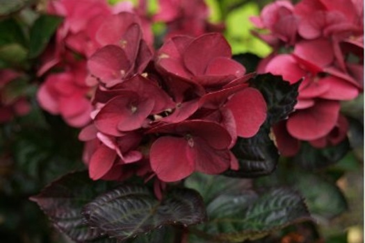 Hydrangea macrophylla 'Merveille Sanguinea'