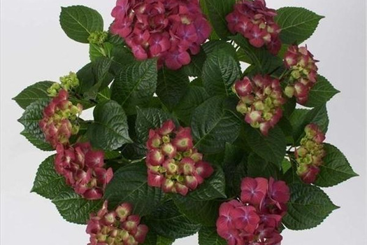 Hydrangea macrophylla 'Multi Purple'