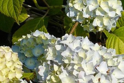 Hydrangea macrophylla 'Nikko Blue'