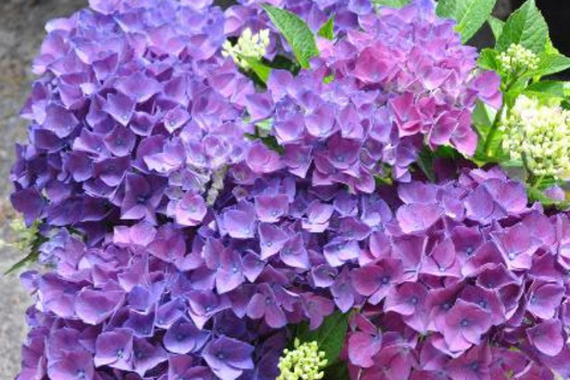 Hydrangea macrophylla 'Raco'