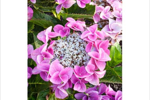 Hydrangea macrophylla 'Ranice'