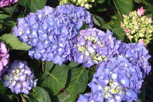 Hydrangea macrophylla 'Renate Steiniger'