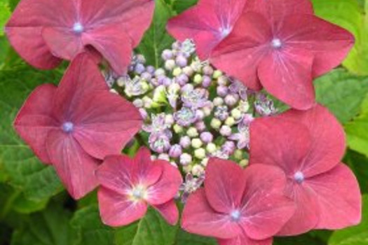 Hydrangea macrophylla 'Rotkehlchen'