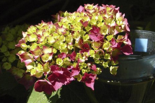 Hydrangea macrophylla 'Schöne Bautznerin'