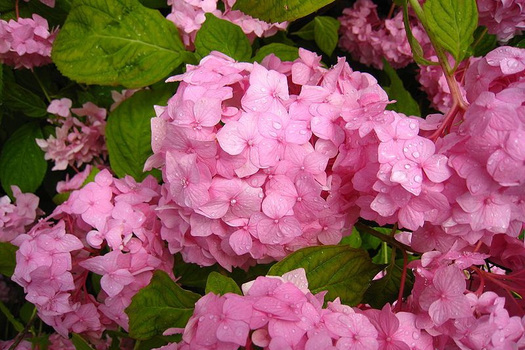 Hydrangea macrophylla 'Sibilla'