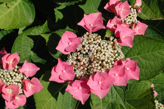 Hydrangea macrophylla 'Taube'