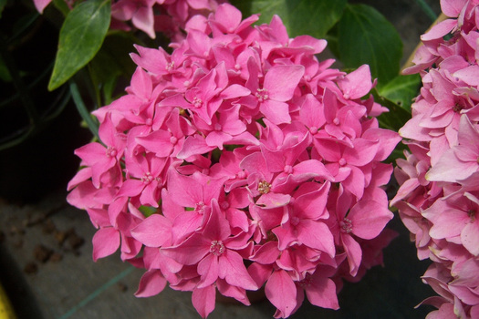 Hydrangea macrophylla 'Tovelit'