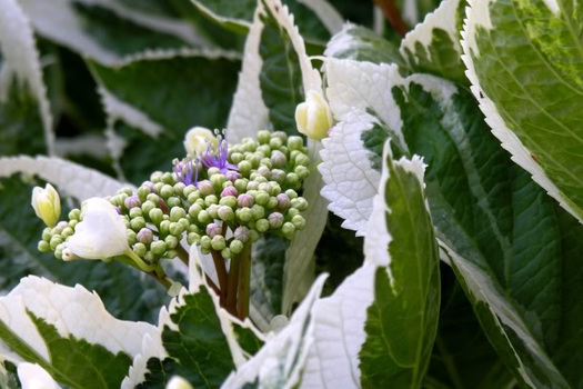 Hydrangea macrophylla 'Tricolor'