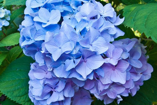 Hydrangea macrophylla 'Xian'