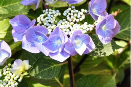 Hydrangea macrophylla 'Zorro'