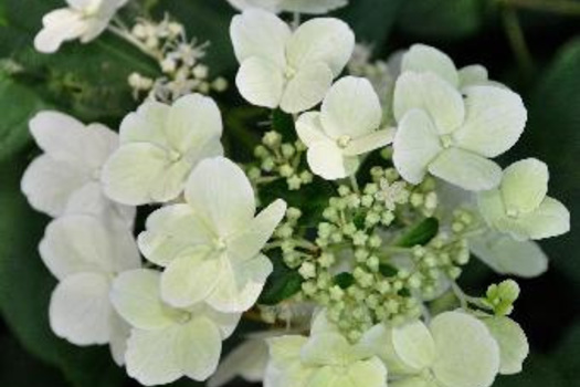 Hydrangea paniculata 'Darlido'