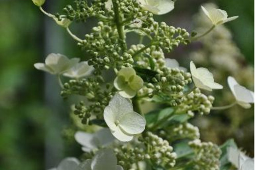 Hydrangea paniculata 'Kyushu'