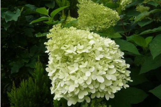 Hydrangea paniculata 'Limelight'