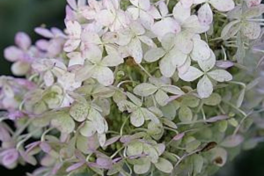 Hydrangea paniculata 'Phantom'