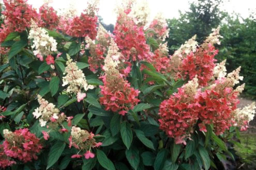 Hydrangea paniculata 'DVPPinky'