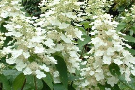 Hydrangea paniculata 'Tardiva'