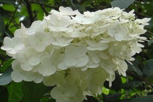 Hydrangea paniculata 'Unique'