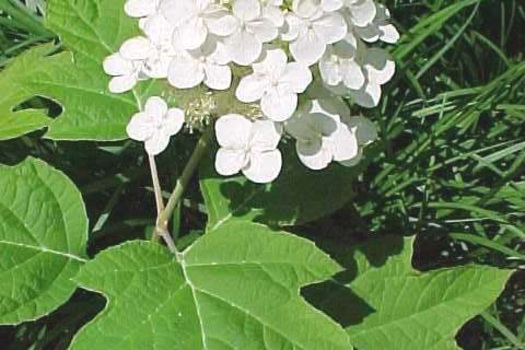 Hydrangea quercifolia 'Alice'