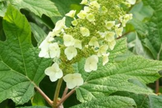 Hydrangea quercifolia 'Flemygea'