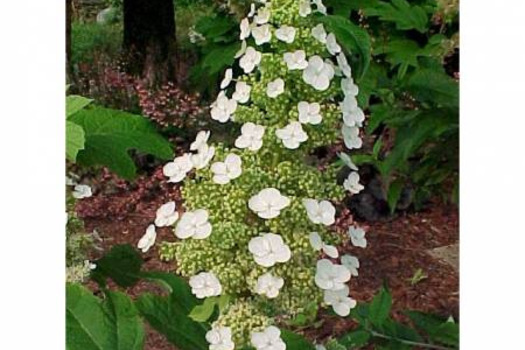 Hydrangea quercifolia 'Sike's Dwarf'