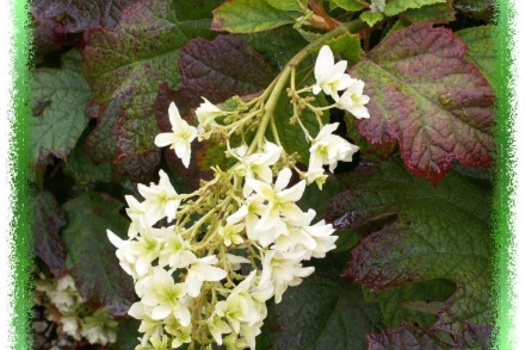 Hydrangea quercifolia 'Snowflake'