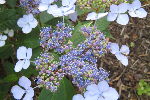 Hydrangea serrata 'Bluebird'