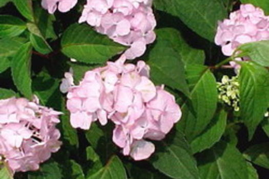 Hydrangea serrata 'Preziosa'