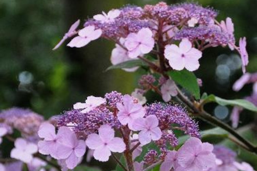 Hydrangea villosa