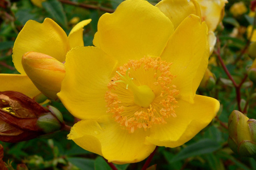 Hypericum 'Hidcote'