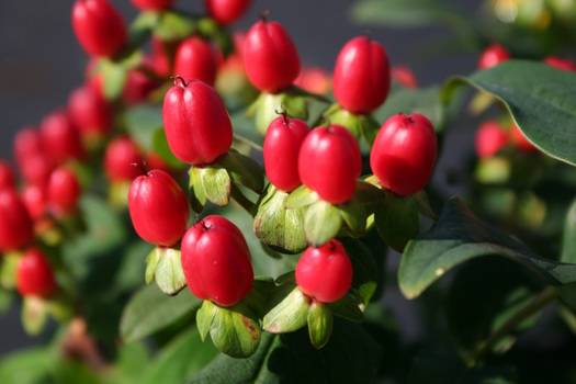 Hypericum inodorum 'Kolmpass'