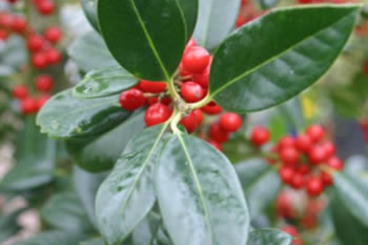 Ilex aquifolium 'J.C. van Tol'