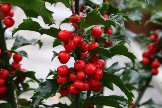 Ilex meserveae 'Blue Princess'