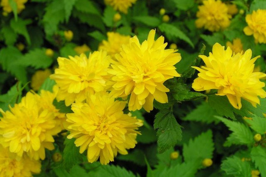 Kerria japonica 'Pleniflora'