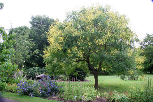 Koelreuteria paniculata