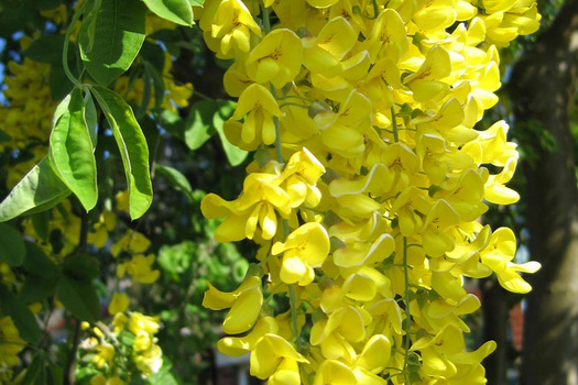 Laburnum anagyroides