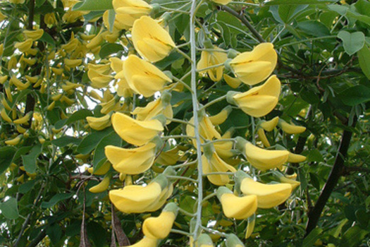 Laburnum watereri 'Vossii'