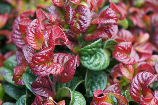 Leucothoe axillaris 'Curly Red'