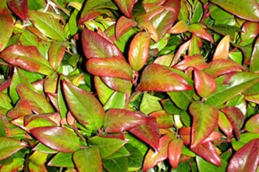Leucothoe 'Zeblid'