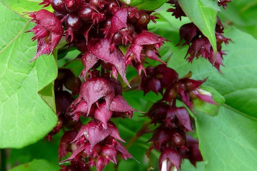 Leycesteria formosa 'Purple Rain'