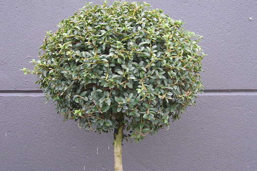 Ligustrum delavayanum