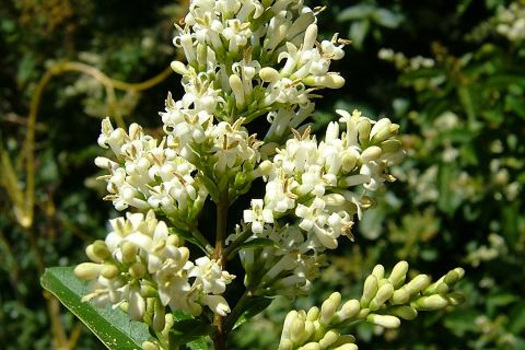 Ligustrum ovalifolium